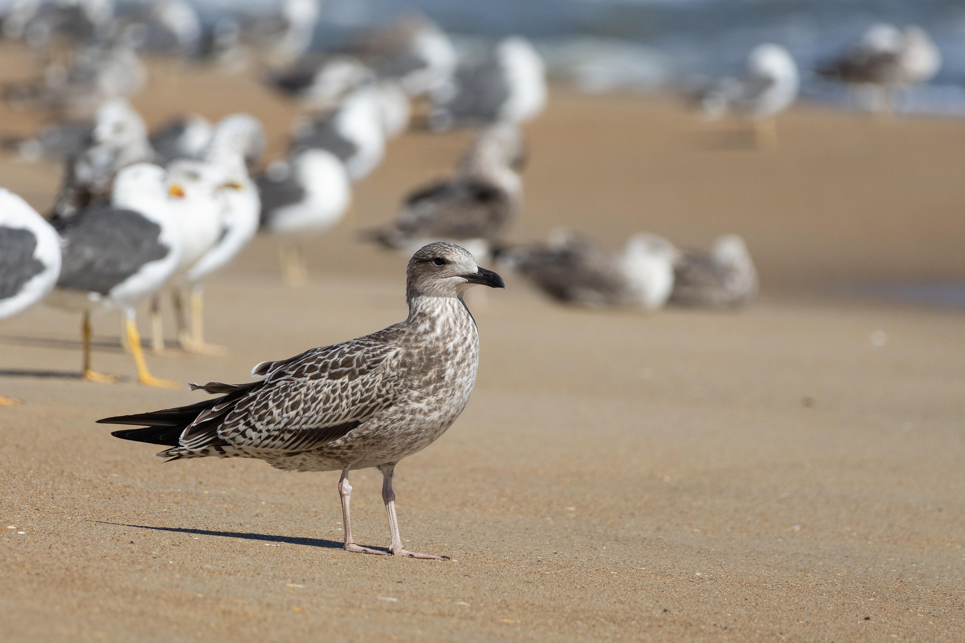 后端面试有感作